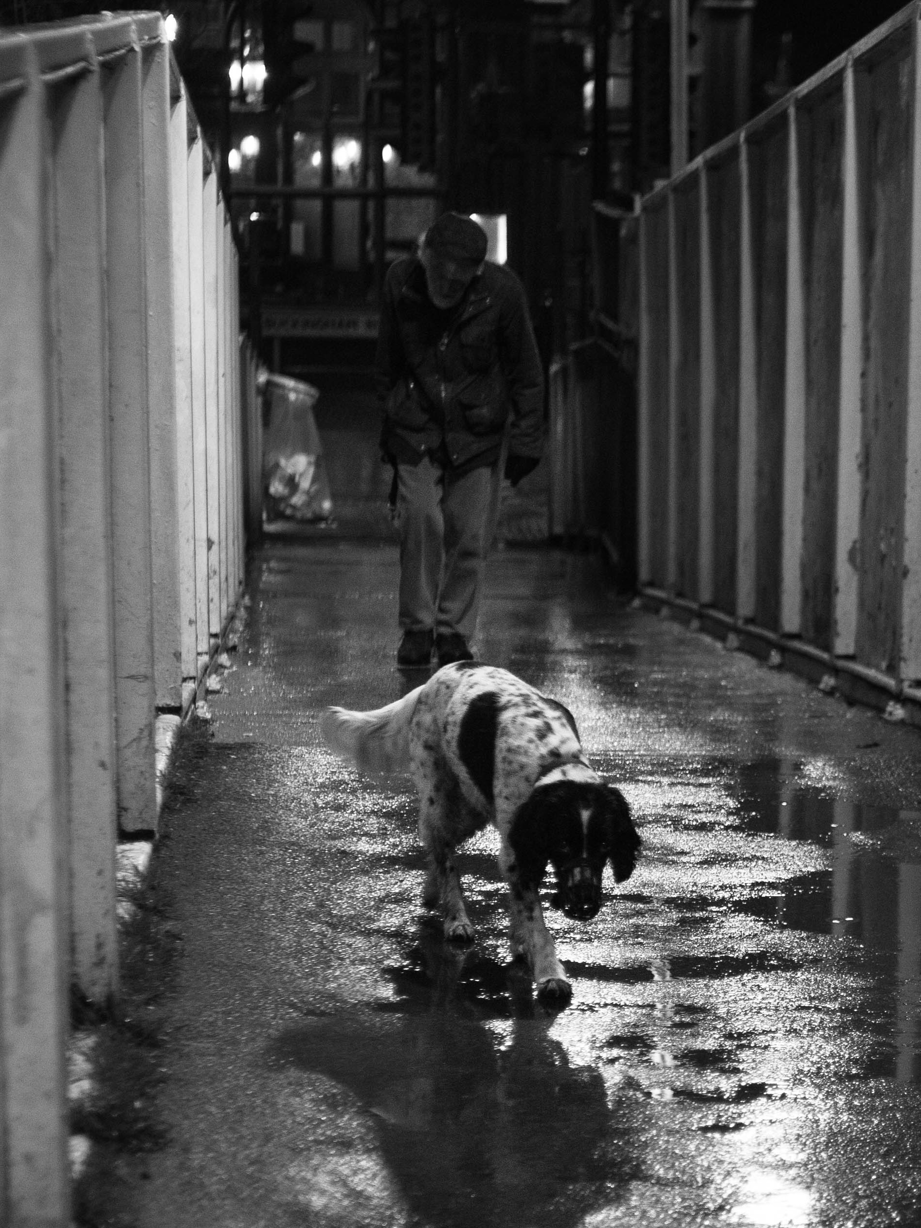 Dog on a Bridge — street photography by Emre Goksu, London